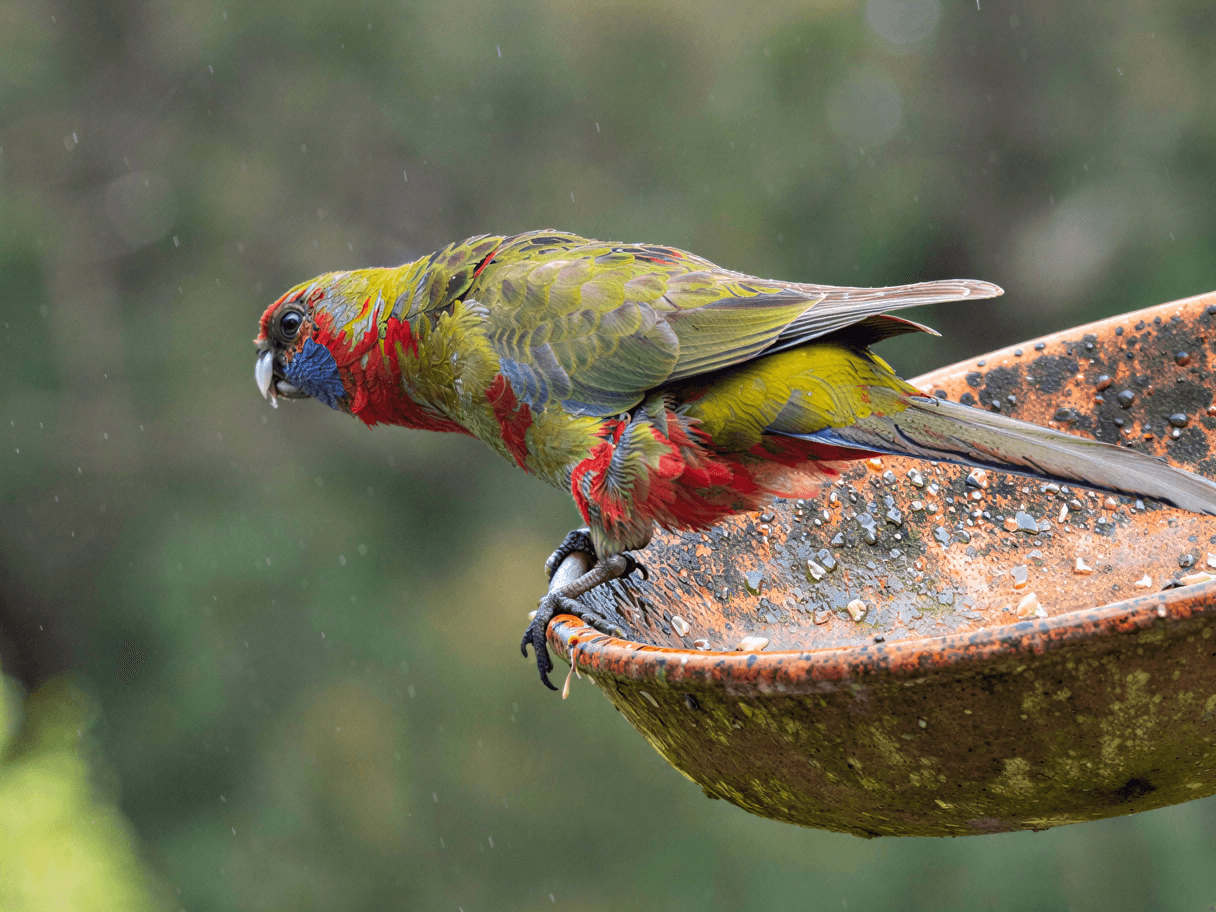 Upscaled parrot