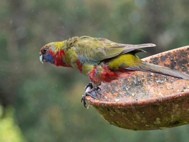 Original parrot